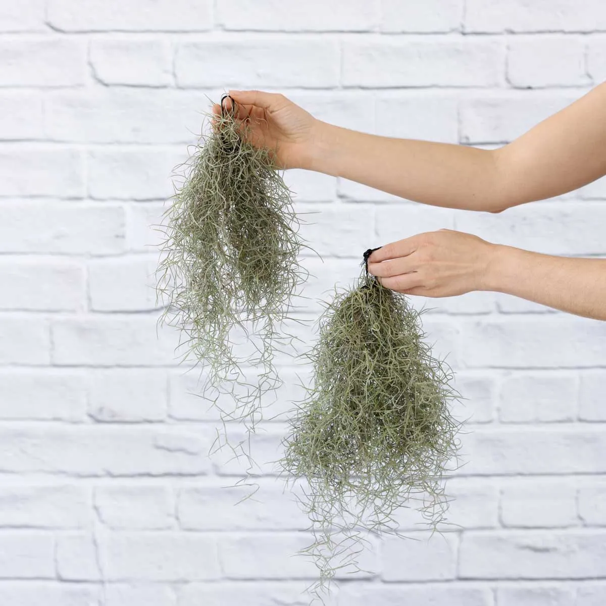 Spanish Moss