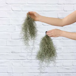 Spanish Moss